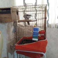 عروس هلندی نرو ماده مولد