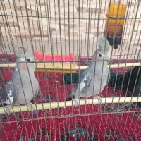 عروس هلندی
