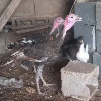 جوجه بوقلمون نر محلی