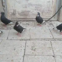 پنج تا ماده