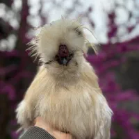 ابریشمی کوپال