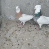 نروماده طوقی
