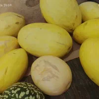 خربزه و هندوانه دیمه