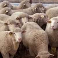 فروش پنج عدد بره گوشتی زنده گوسفند
