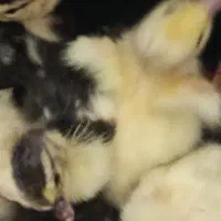 اردک اسرایلی جوجه