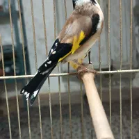 سهره|پرنده|مشهد, رده|دیوار