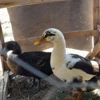 دو عدد اردک نر و ماده