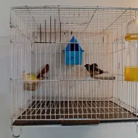 فنچ کرواتی لپسیاه بنگالی کبوترالماسی مرغ عشق همستر