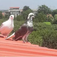 کبوتر پرش سنگین
