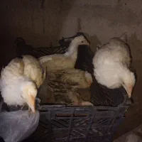 جوجه‌خانگی