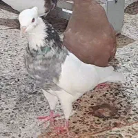 طوقی ماده