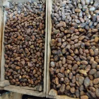 خرما ضایعات / درجه۲