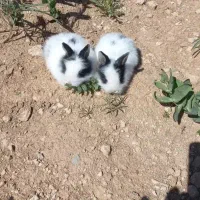 خرگوش خانگی