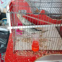 عروس هلندی با قفس