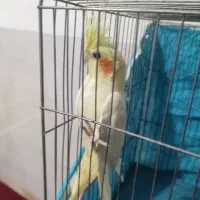 عروس هلندی