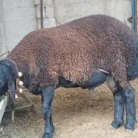 بره قوچ