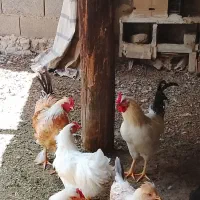خروس