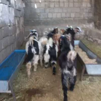 ۹ بزغاله چاق برای پروار و کشت و داشت
