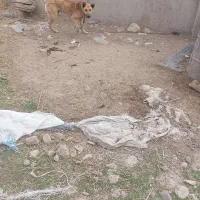 سگ.|سگ|اردبیل, |دیوار
