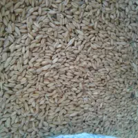 گندم آذر 2 بوجاری شده