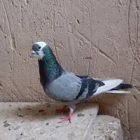 سه عدد کبوتر گرفتنی پرشی