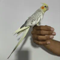 عروس هلندی. پرنده دست آموز