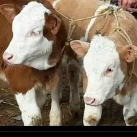 سیمنتال جنس اصیل