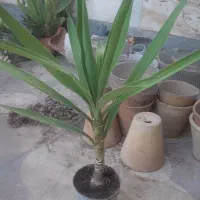 طبیعت