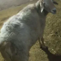 یه قوچ چاق مغان فروشی