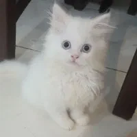 بچه گربه پرشین