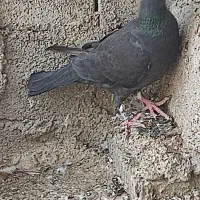 پلاکی
