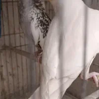 عروس هلندی لوتینو و مرواریدی