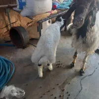 میش افشاری