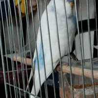 مرغ عشق|پرنده|چمستان, |دیوار