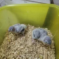 جوجه گرینچیک تراکوییس