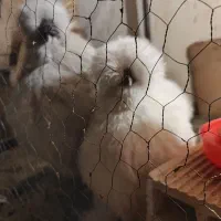جوجه ابریشمی درجه ا لوندر و سفید