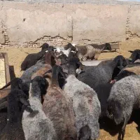 میش آبستن نامبروان
