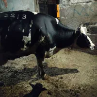 افتاده کسل حال گاو گوساله فروش خرید