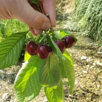 زمین باغی ۴۰۰۰متر