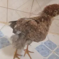 جوجه