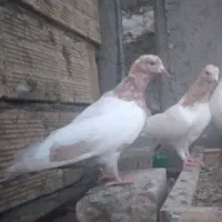 کبوتر کله ای کله دم بور