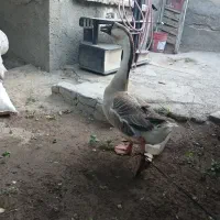 قوغاز