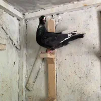 ماده پلنگ کلاهی