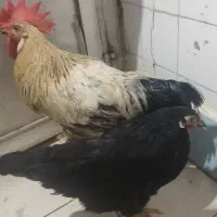 مرغ خروس فروش فوری