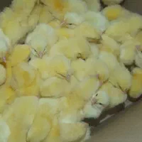 جوجه گوشتی یک روزه