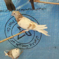 کفتر
