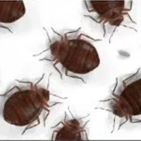 سمپاشی کلیه حشرات سم پاشی سوسک ساس کنه زنبور موش