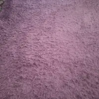 فرش ۴ متری همراه پادری درحد نو بنفش خوش رنگ