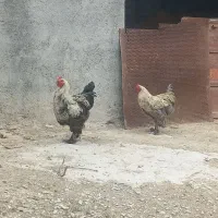 دو عدد خروس برهما