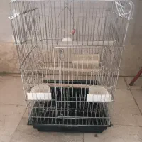 قفس کاسکو و عروس هلندی